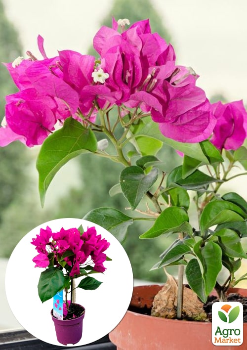 Бугенвиллия комнатная цветущая "Vera deep purple"