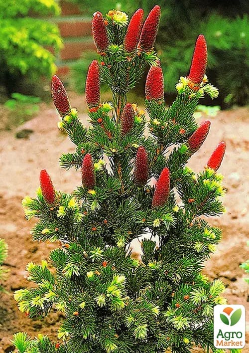 Ялина колюча "Lucky Strike" С10, висота 45-60см - фото 2