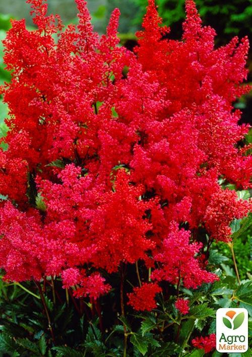 Астильба "Anita Pfeifer" 1шт