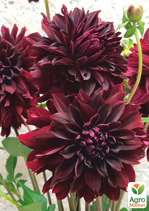 Георгина "Rip City" (гигантский цветок) - фото 2