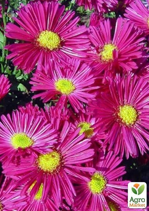 Айстра ново-бельгійська "Jenny" (контейнер № 10) - фото 2