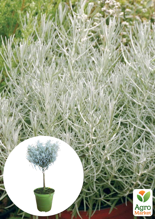 LMTD Гелихризум (Карри) на штамбе 3-х летний (30-40см)