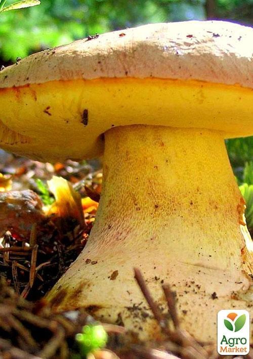 Сухой зерновой мицелий "Боровик желтый" 100г
