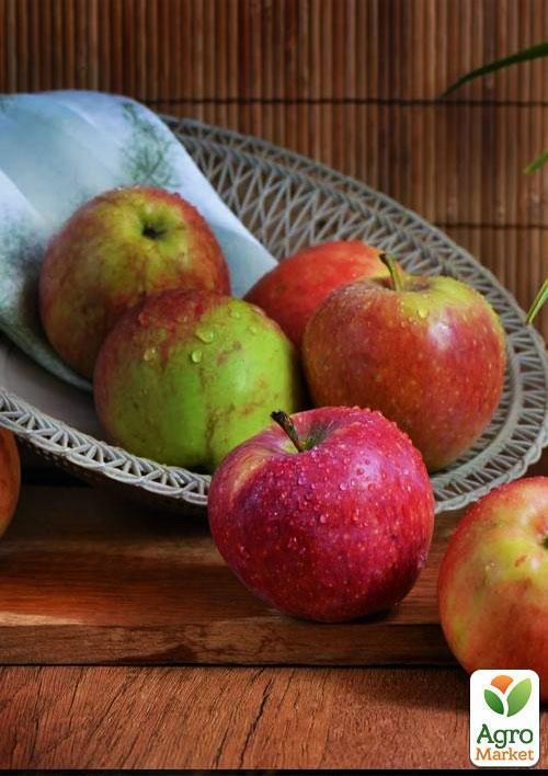 Яблоня "Виста Белла"