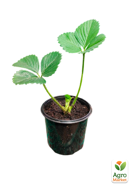 Земклубника "Купчиха" (укорененная в горшке р9) - фото 5