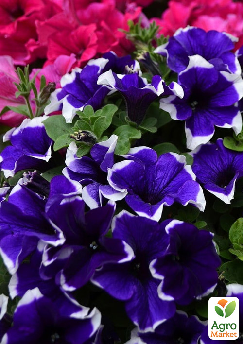 Петуния ампельная Crazytunia "Blue Picotee" 