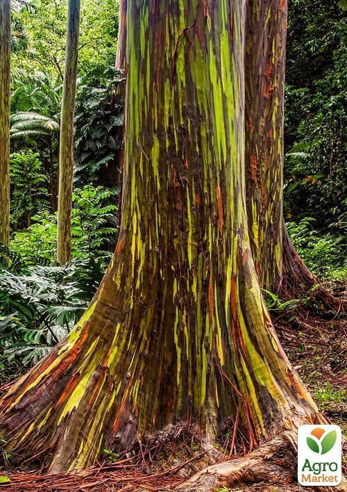 Эвкалипт "Цвета радуги" ТМ "Vesna Exclusive" 5шт - фото 2