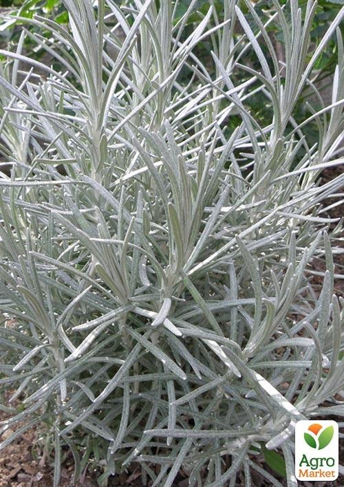 Мини-карри (Helichrysum italicum Aladin)