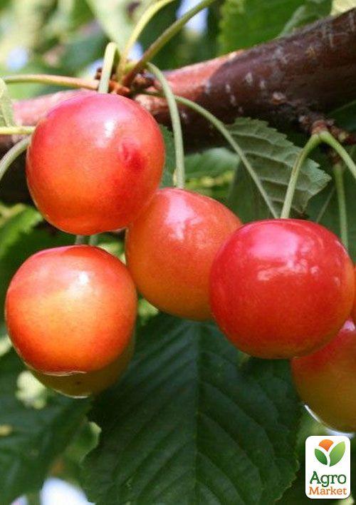 Черешня розовая "Амазонка" (летний сорт, поздний срок созревания)