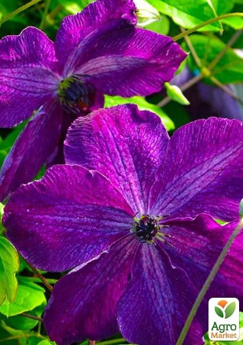 Клематис 3-х летний "Night Veil" С2 - фото 2