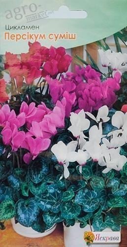 Цикламен перський суміш ТМ "Яскрава" 5шт