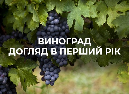 Как ухаживать за виноградом в первый год