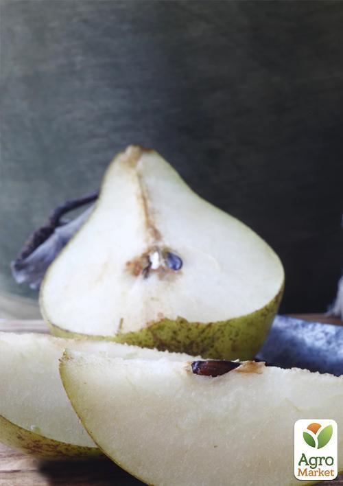 Груша "Бере Боск" (осенний сорт, средний срок созревания) - фото 6