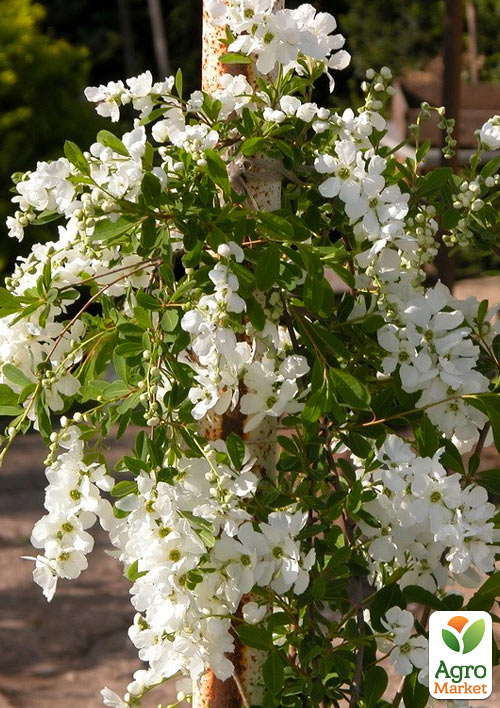 Екзохорда "Magical Springtime" (горщик Р9) - фото 2