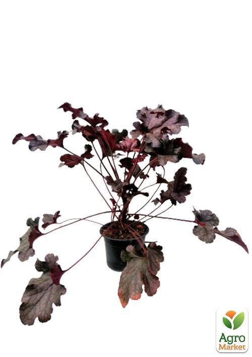 Гейхера 3-х летняя "Amethyst Myst" (высота 20-40см) - фото 2