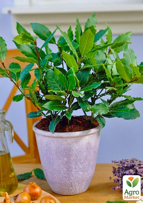 LMTD Лавр вечнозеленый "Laurus Nobilis"  (20-30см) - фото 7