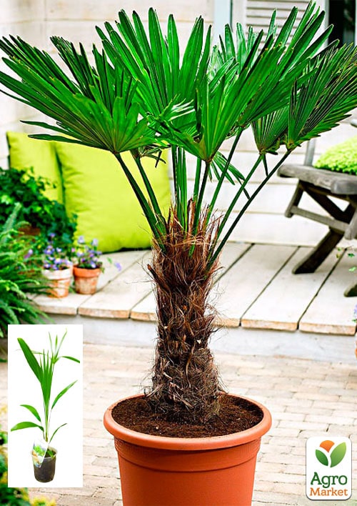 Трахікарпус (Trachycarpus Fortunei) висота 60-80см
