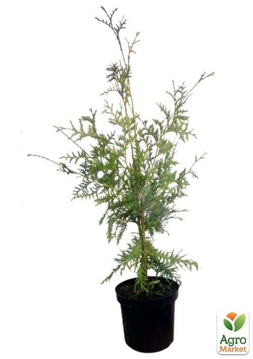 Туя західна "Braband" С3, висота 40-55см - фото 2