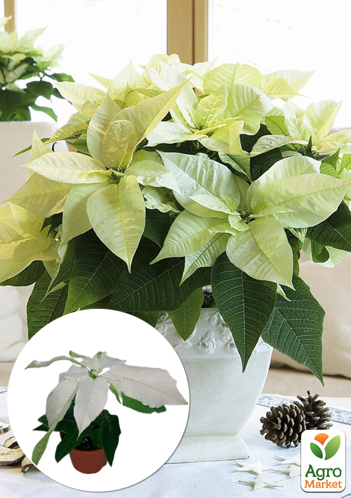 Пуансеттия "Alaska White" (Рождественская Звезда)