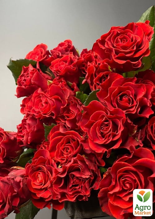 Роза чайно-гибридная "Эль Торо" (саженец класса АА+) высший сорт