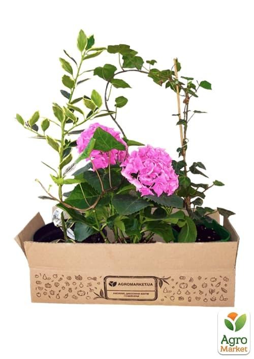 Магнолія 3-х річна стеллата "Rosea" (висота 40-50см) - фото 3