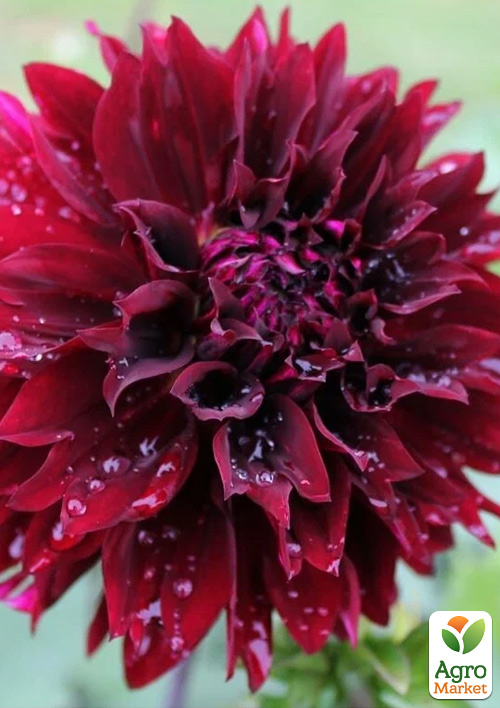 Жоржина "Dark Fubuki"