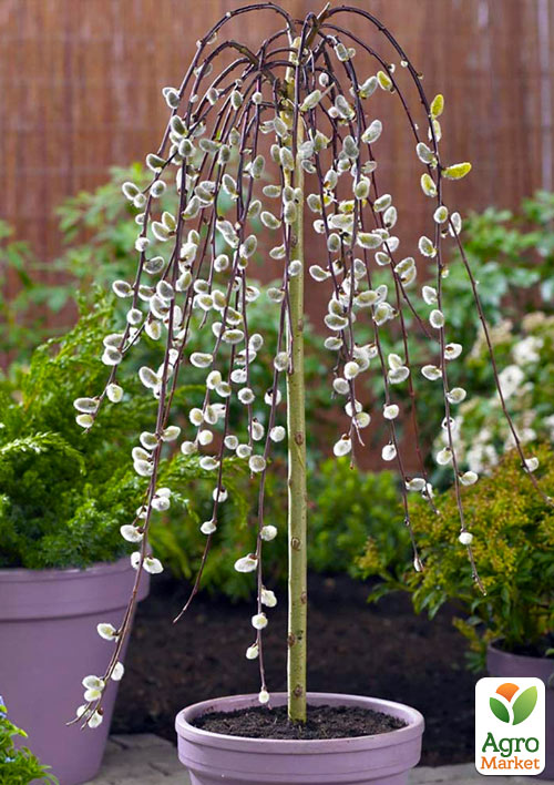 Верба Бонсай плакуча "Kilmarnock"