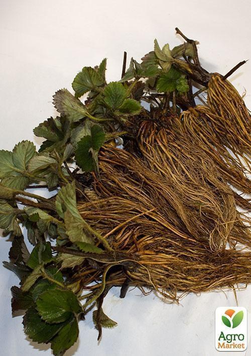 Полуниця "Польський Елькат" 5шт (середнього терміну дозрівання) - фото 4