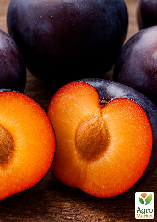 Слива диплоидная "Хироми Ред" (высокоурожайный, крупноплодный сорт) - фото 4