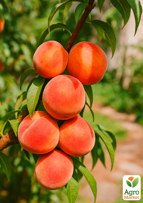 Персик "Сан Хрест" (літній срот, середній термін дозрівання)