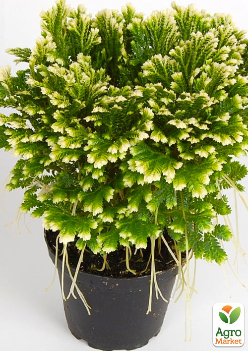 Селагинелла "Jori" - фото 6