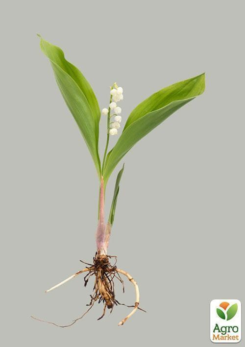 Конвалія Кейске - Convallaria keiskei - фото 2