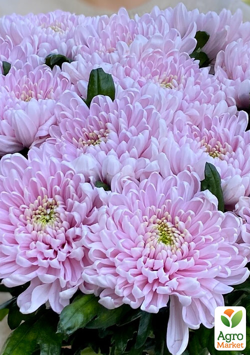 Хризантема  "Ottawa Rose" (низкорослая крупноцветковая)