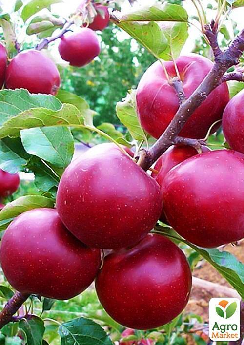 Яблоня "Джонатан" (зимний сорт, поздний срок созревания) - фото 5