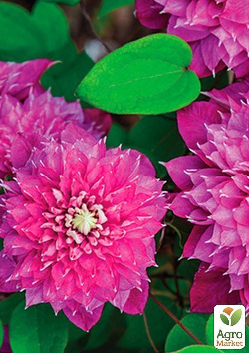 Клематис "Blushing Lady" - фото 6