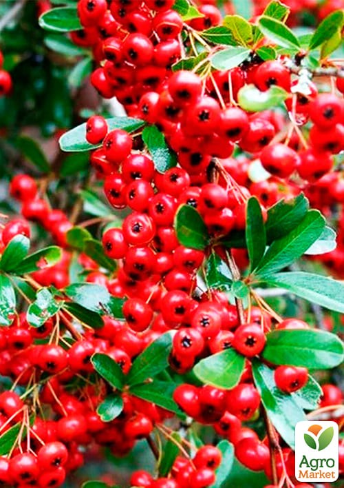 Пираканта (живая изгородь) "Red Column"  - фото 2