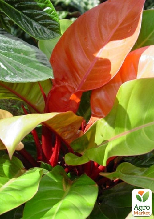 LMTD Філодендрон "Sunlight" висота 30-40см - фото 6