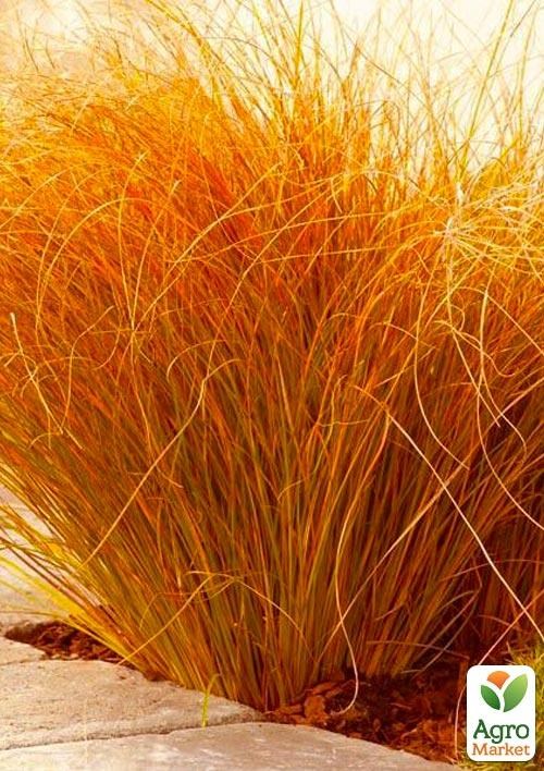 Осока теракотова "Прайре Фаєр" (Carex testacea 'Praire Fire')