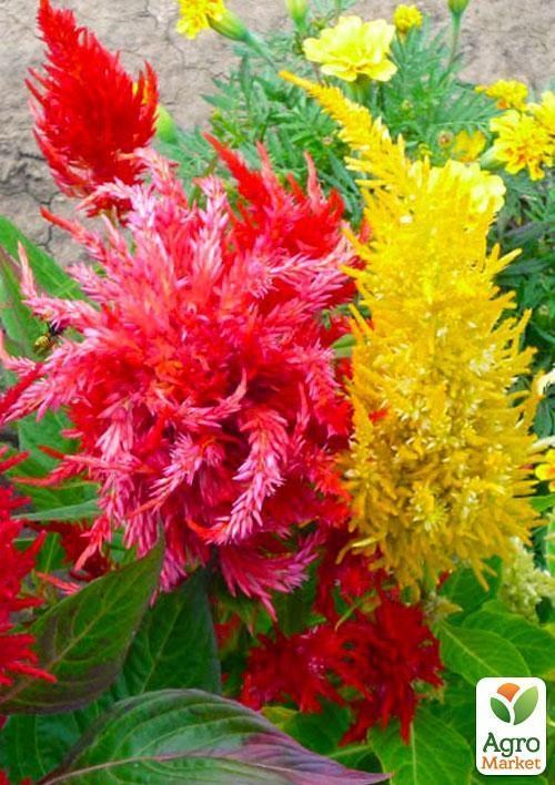 Целозия перистая (Зипер) ТМ "Весна" 1г - фото 2