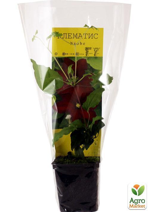 Клематис "Niobe" (повторноквітучий сорт) - фото 5