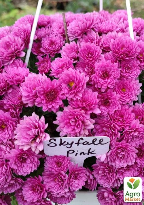 Хризантема ампельная  "Skyfall Pink" 