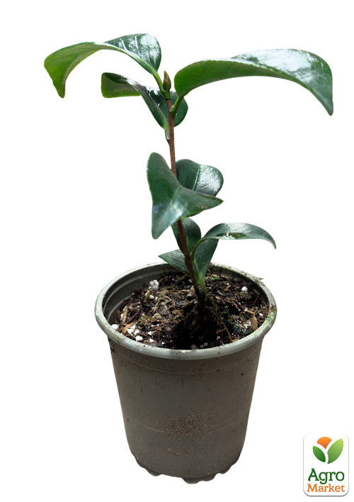 Камелия японская "Princess Baciocchi" - фото 2