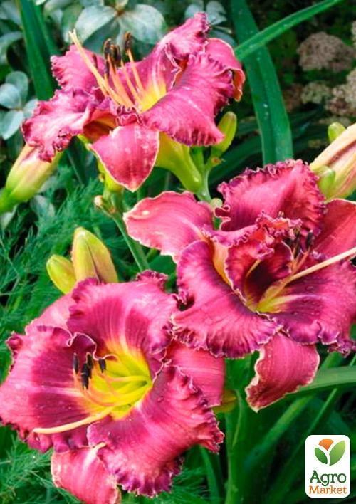 Лилейник "Forgotten Dreams" 1шт в упаковке - фото 2