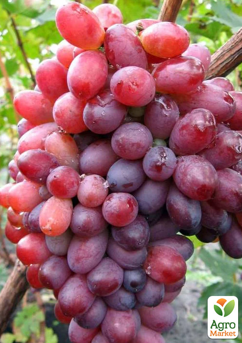Виноград "Красуня" (ранній термін дозрівання) - фото 5