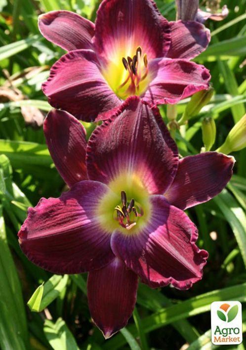 Лилейник "Strutter`s Ball" 1шт в упаковке - фото 2