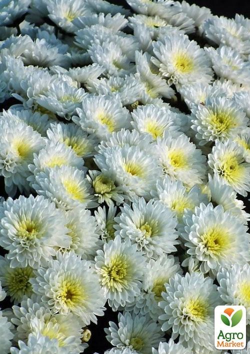 Хризантема Садовая "Tricky White" (высота 30-50см) - фото 3
