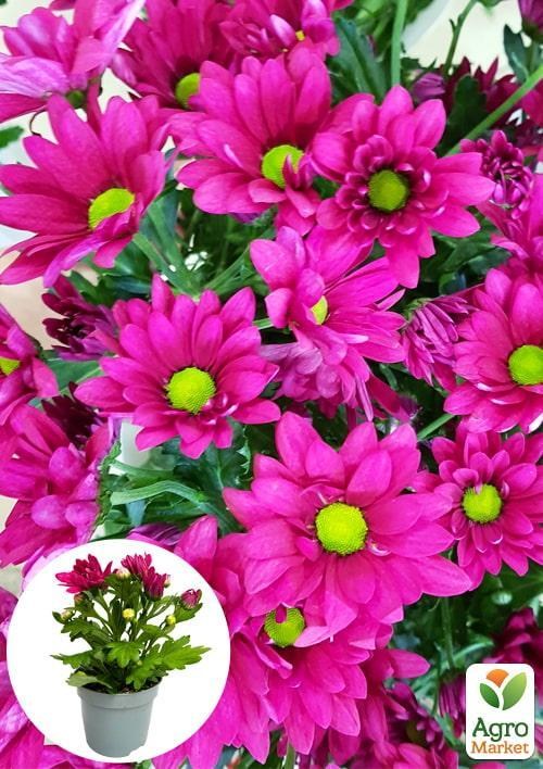 Хризантема "Classic Purple" (Нидерланды)