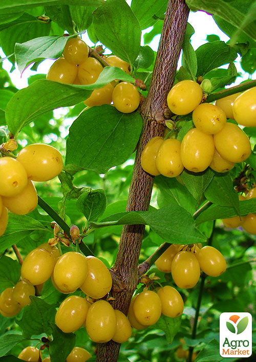 Кизил желтый "Буковинский"