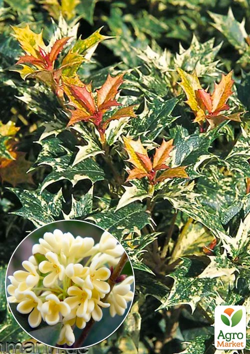 Османтус "Variegatus" (вічнозелена декоративна огорожа)