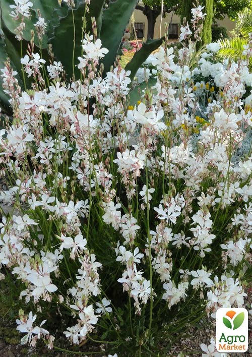 Гаура Gambit "Compact White" (ефектний багаторічник)